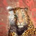 Колледж-блок Premium Safari линия, 80л. А4